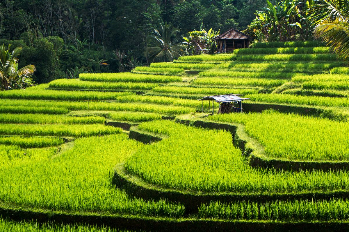 Photo L'essentiel des beautés Balinaises et escapade vers Nusa Lembongan