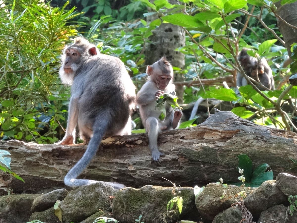 Photo Voyage en ligne : Découvrir Bali en express